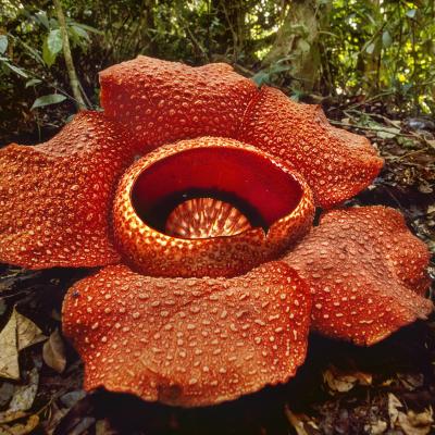 Rafflesia Kerrii Fiore Khao Sok